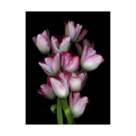 Susan S. Barmon 'Tulips' Canvas Art,24x32